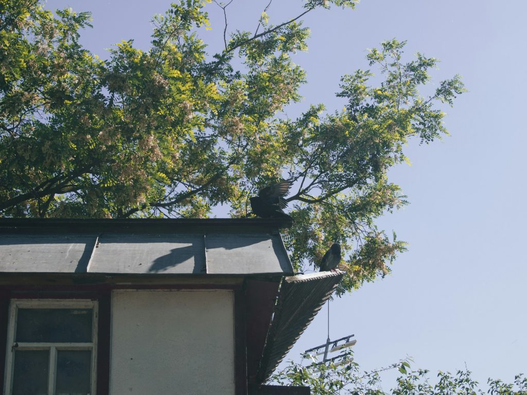 Roof Damage