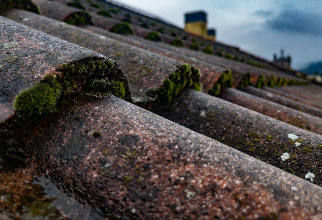 Moss on Roof